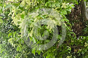 Guinep Blossoms On Tree photo