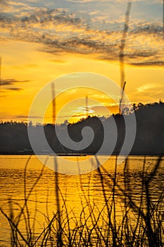 The branches in the lake reflect the golden sun