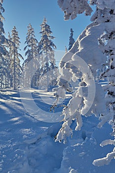 Branches of a larch were inclined under weight of snow