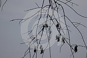 Branches on a large barren tree in spring sky background