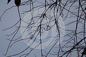 Branches on a large barren tree in spring sky background