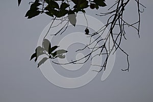 Branches on a large barren tree in spring sky background