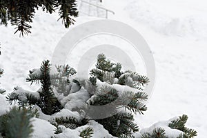 Branches of large coniferous trees, in a snow-covered forest in winter.