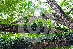 Branches of a large tree covered with ferns and moss