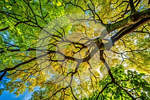 Branches and leafs view from under the trees