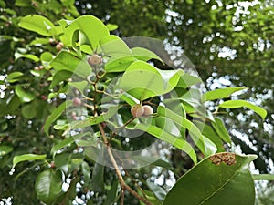 branches of leafy ficus microcarpa fruit tree.