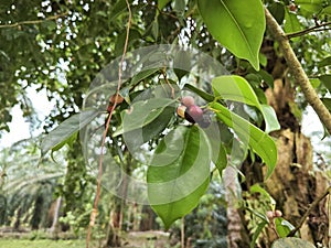 branches of leafy ficus microcarpa fruit tree.