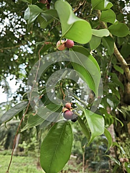 branches of leafy ficus microcarpa fruit tree.