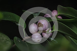 branches of leafy ficus microcarpa fruit tree.