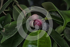 branches of leafy ficus microcarpa fruit tree.