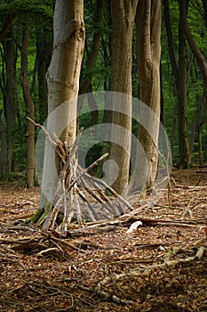 Branches leaned up against the trunk of a tree