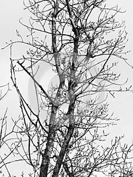 Branches without leaves