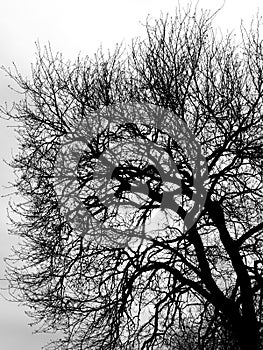 Branches without leaves