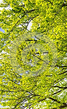 Branches and leaves of beech tree