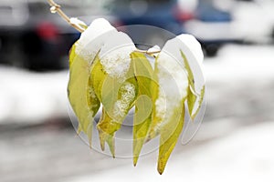 The branches and leaves are bent under the heavy snow cover.