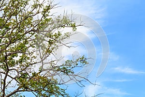 Branches and leaves of Bodhi Tree against a clouds and the blue sky.