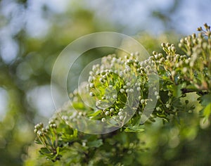 Branches, leaves and buds - March in London.