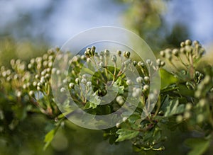 Branches, leaves and buds - spring in London.