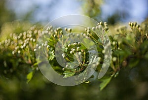 Branches, leaves and buds - spring in London.