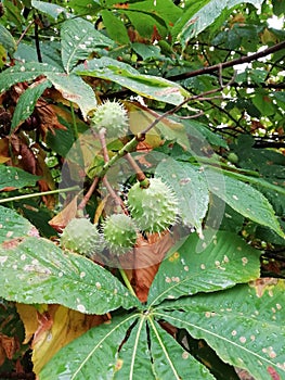 Branches and leaves of chestnut