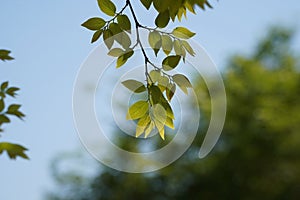 Branches and leaves of Chinese hackberry Nettle tree (Celtis sinensis photo