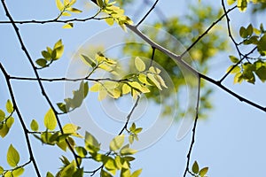 Branches and leaves of Chinese hackberry Nettle tree (Celtis sinensis
