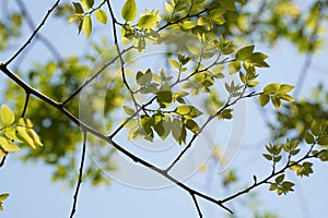 Branches and leaves of Chinese hackberry Nettle tree (Celtis sinensis