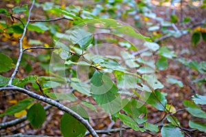 branches with leaves close up in the woods
