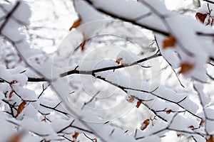 Branches and Leaves covered with snow in Winter.