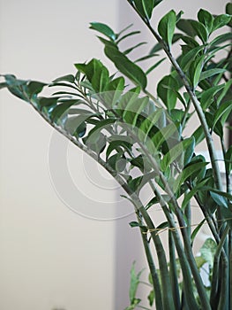 Branches with leaves of the domestic plant Zamiokulkas, in everyday life called a dolor tree. White background photo