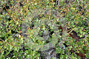 Branches with leaves of a dwarfish birch (Betula nana L.)