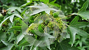 Branches with leaves and green fruits of American sweetgum tree.