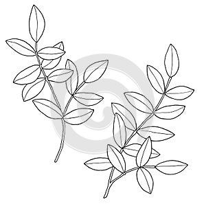 Branches with leaves. Hand drawn vector illustration. Monochrome black and white ink sketch. Line art. Isolated on white