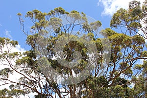 Branches and leaves of Karri trees against a blue sky and white clouds