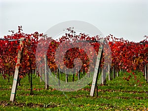 Branches and leaves of a Lambrusco grape plant in Modena, at the time of harvest, Italy