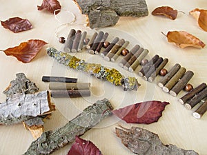 Branches, leaves, lichen, bark