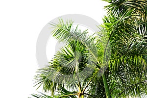 branches and leaves of palm trees on a white background