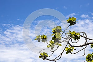 Branches, leaves and sky