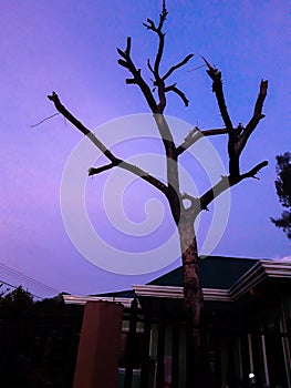 Branches  without leaves