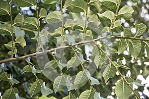 Branches and leaves of white mulberry