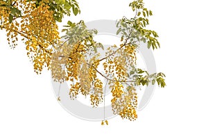 Branches and leaves with yellow flowers on a white background, clipping path, Dok Koon