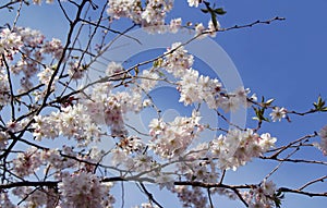 Branches of light pink cherry tree (sakura) in full bloom against a blue sky
