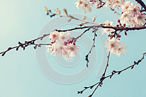 Branches with light pink flowers of Cherry blossoms Sakura on blue sky background.  Photo in retro style. Toned image. Selective