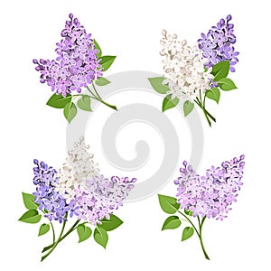 Branches of lilac flowers. Vector illustration.