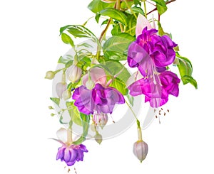 Branches lilac fuchsia flower is isolated on white background, `