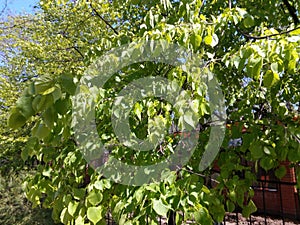 Branches of linden tree with green young leaves of spring blossoming