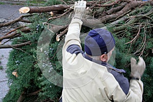 Branches loaded and ready for transportation