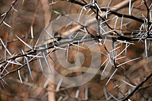 BRANCHES WITH LONG WHITE SHARP THORNS