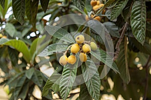 Branches of loquat, Eriobotrya japonica
