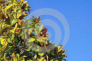 Branches of magnolia tree Magnolia grandiflora against blue sky on sunny autumn day. Copy space